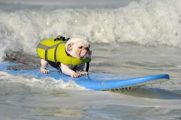 собаки-серфингисти,прикольные картинки,приколы